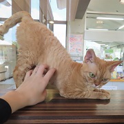 撫で撫でデボン