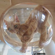 クリアボウルデボン