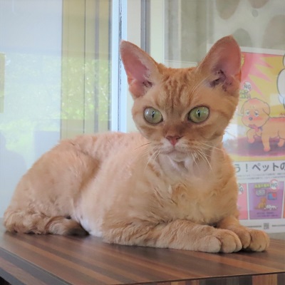 大きいデボン