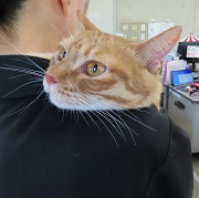 顎のせデュポン