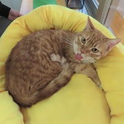 舌ペロデュポン