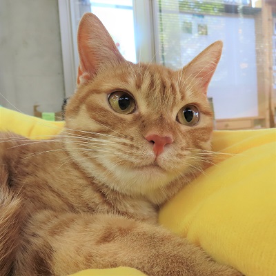 大きいデュポン