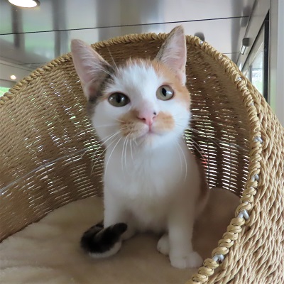 おぼこイーヴィル