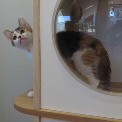 ポッピングシャワー