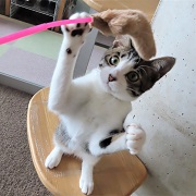 ニュータ