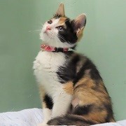 おすわりおすまし