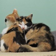 姉妹とスヤスヤ