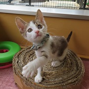 たまきあそぶ