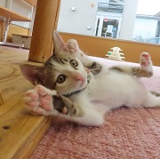 たまきごろん