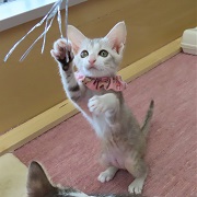 みゆるあそぶ2