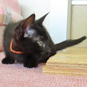 ウルル