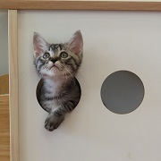 コゼル