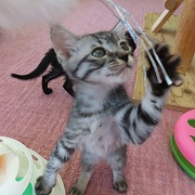 コゼル