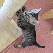コゼル