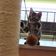 コゼル