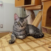 コゼル