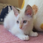 伏せた蝶子