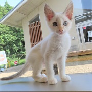 見つめる蝶子