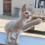 遊ぶ蝶子
