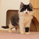 ぎょぷさるトップ