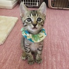 コマ