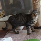 ネロ