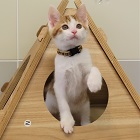 ノイトラ
