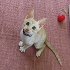 ベンツ