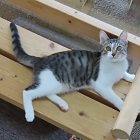 bisuko