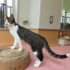 飛遊星