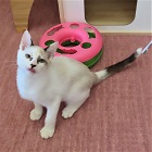 ミルファス