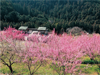 梅の里山まつり