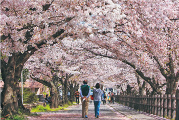 名所「高田千本桜」