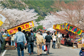 さくら祭開催