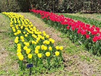 tulip1