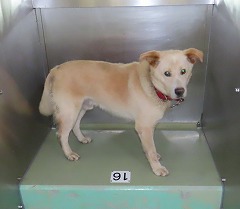収容犬写真
