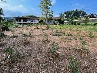 少花粉スギ採種園