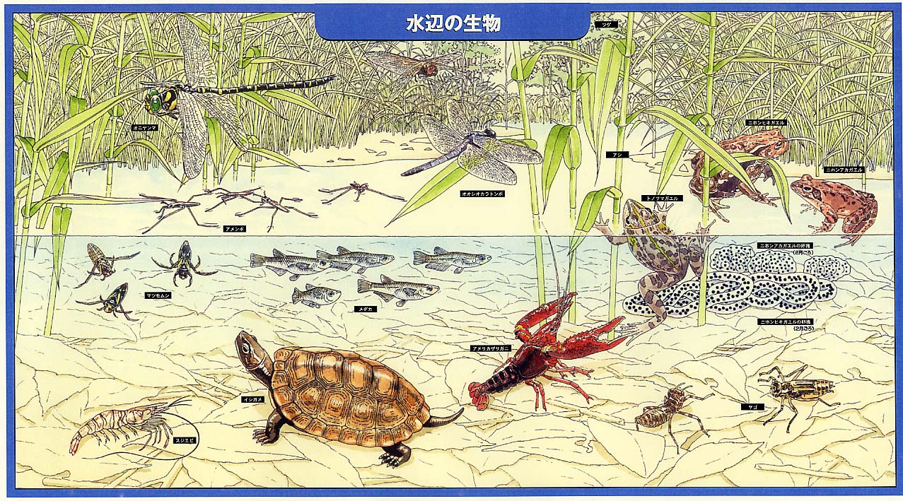 水辺の生物