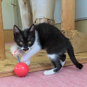 チョップドチョコレート遊び