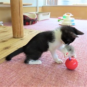 チョップドチョコレート遊び