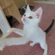 ハンターたかな