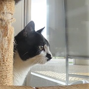 観察するてりたま