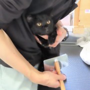 つくだにブラッシング中