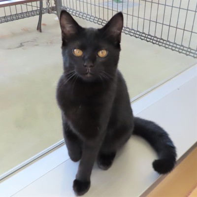 大きいつくだに