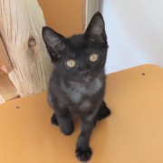 上目遣いつくだに