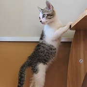 立っちラムレーズン