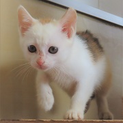 歩くソルティ