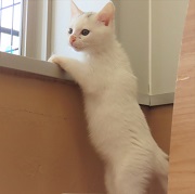 立っちハワイアンクランチ