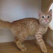 モモカ