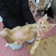モモカ